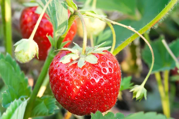 Stock image Strawberries in the garden