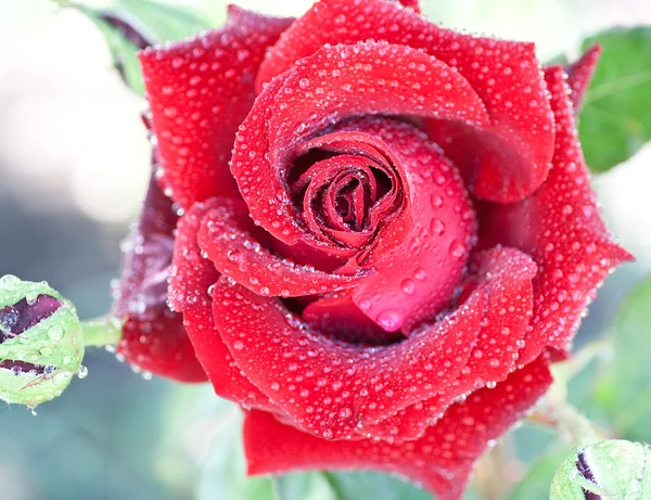 Dew on a petal of a red rose — Stock Photo, Image