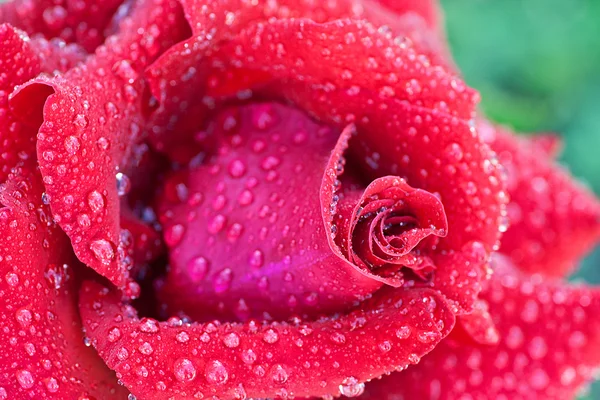 赤いバラの花びらの上の露します。 — ストック写真