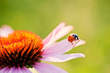 Ladybird on flower clipart