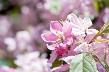 Cherry Blossom.Macro clipart