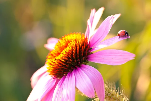 Lieveheersbeestje op bloem — Stockfoto