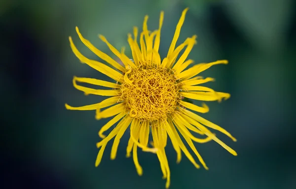 Parlak sarı çiçek — Stok fotoğraf