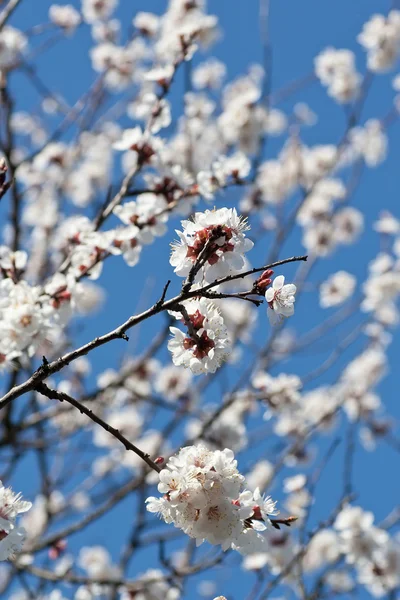 stock image Flowering branch apricots