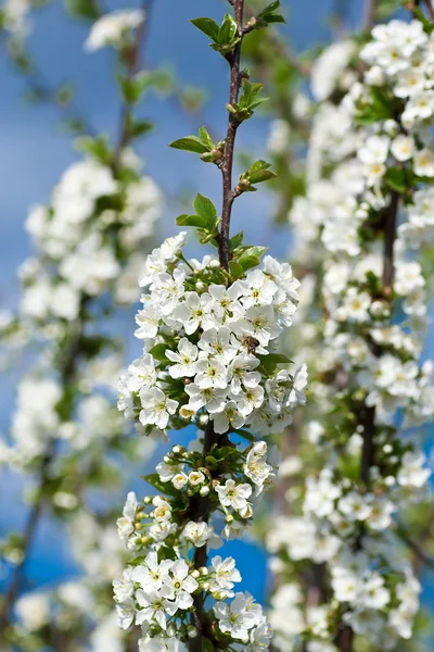 Flowering branch apricots — Stock Photo, Image