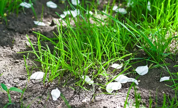 Abgefallene weiße Blütenblätter — Stockfoto