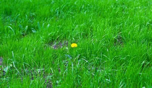 Sarı karahindiba — Stok fotoğraf