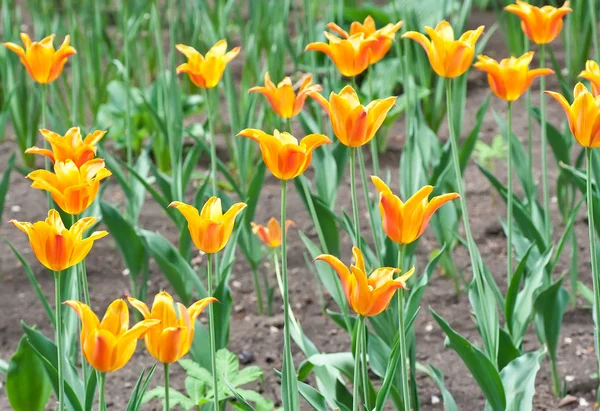Оранжевые тюльпаны — стоковое фото