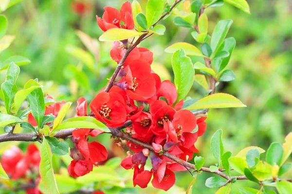 Branch with red flowers — Stock Photo, Image