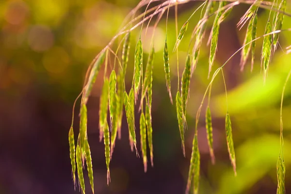 Jasne soczysta trawa — Zdjęcie stockowe