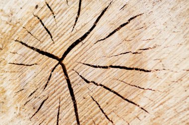 Felling trees with cracks like the clock clipart