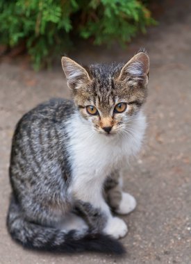 küçük gri kedi asfalt üzerinde oturur