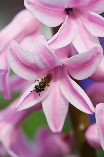 粉红色的花花瓣上的小昆虫 — 图库照片