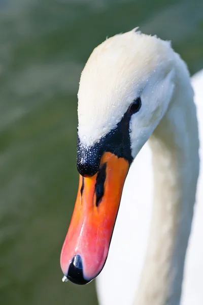 Head of a swan — Stockfoto