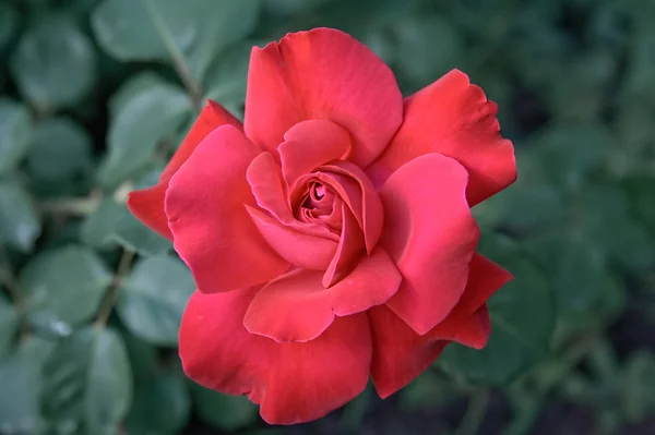 Όμορφο Τριαντάφυλλο Κόκκινο Πράσινο Σκούρο Φόντο — Φωτογραφία Αρχείου