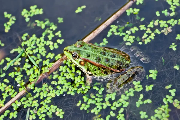 Photo Frog Water Duckweed — Stock Photo, Image