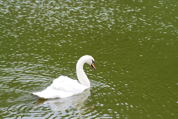Cisne Blanco Agua Con Ondas —  Fotos de Stock