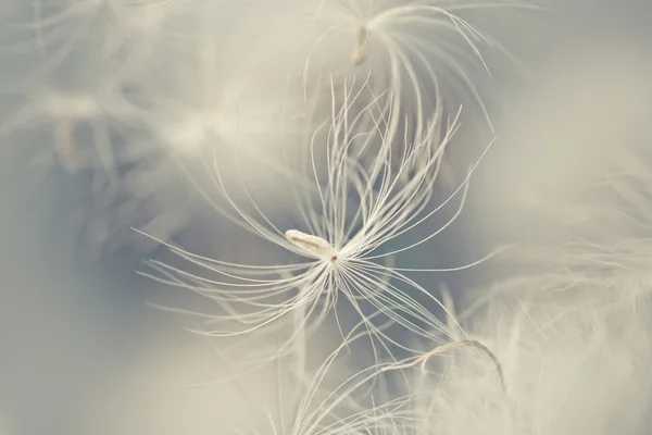 stock image White feather