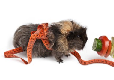 siyah-beyaz bahar cavy