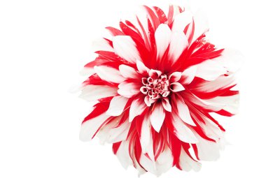 Closeup of a dahlia flower clipart