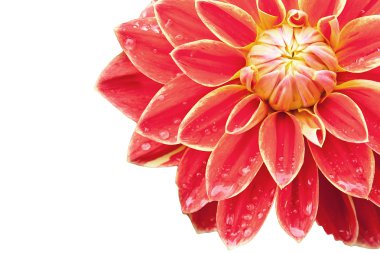 Red Dahlia clipart