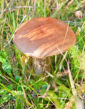 Huş bolete yeşil çim (Leccinum scabrum)