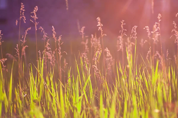 Işıklı doğal çim — Stok fotoğraf