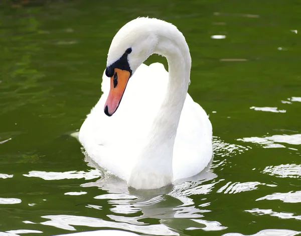 Proud Mute White Swan Pausing — Stock Photo, Image