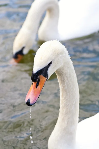 Proud Swan — Stock Photo, Image