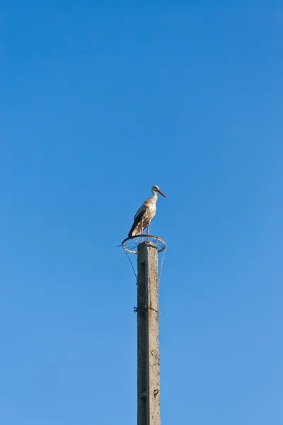 Cigüeña blanca en poste eléctrico —  Fotos de Stock