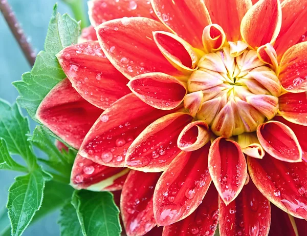 Bahçedeki Kırmızı Yıldız Çiçeği — Stok fotoğraf