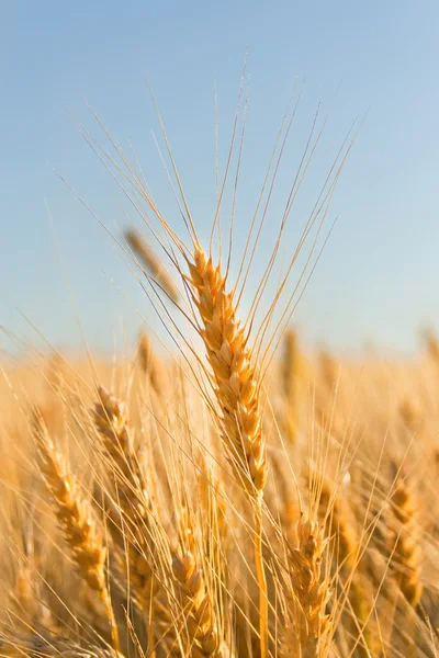 空の下で小麦の黄金の耳 フィールドに焦点を当てると — ストック写真