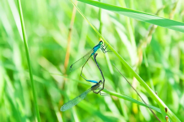 stock image Two dragonflies