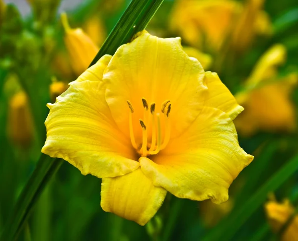 Blossoming Yellow Lily Garden — Stock Photo, Image