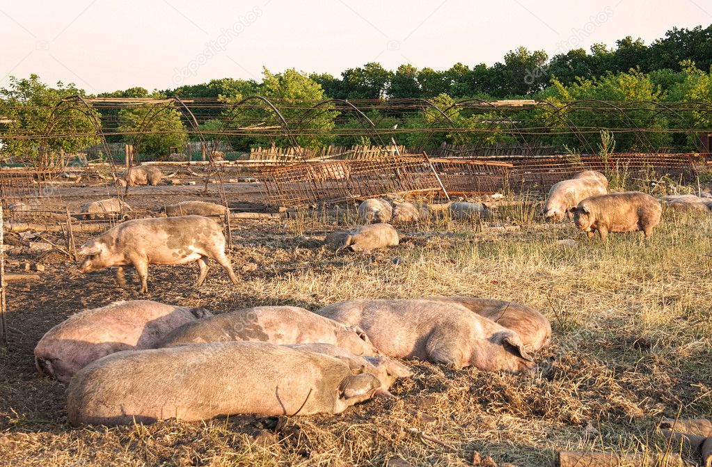 Pigs lie on the farm