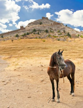 Horse against the backdrop of the fortress. Ukraine, Sudak clipart