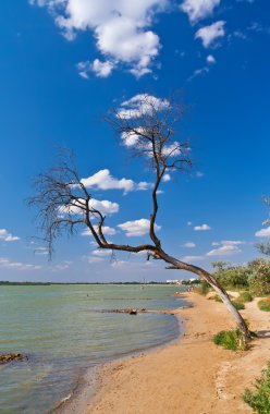 Lone tree deniz kenarı