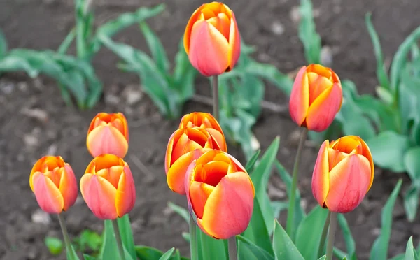 Stock image Spring beautiful tulip field in historic butchart gardens