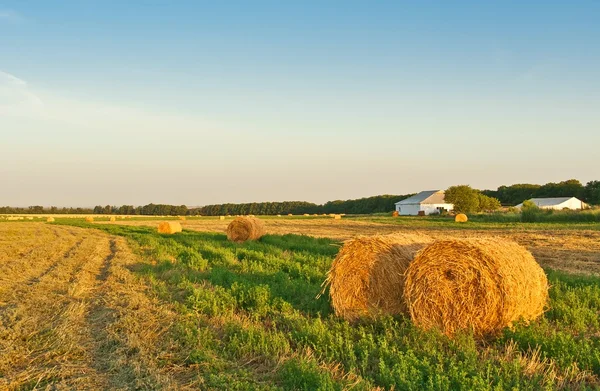 Golden field with round hay bales — Stock Photo, Image