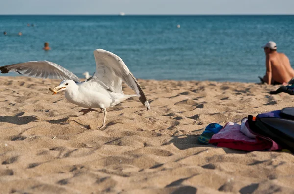 Белая Чайка Пляже Украла Печенье — стоковое фото