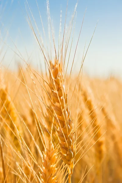 Gold Ears Wheat Sky Soft Focus Field — Stock Photo, Image