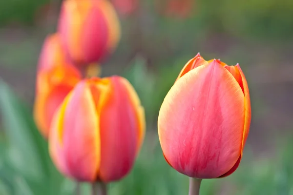 stock image Red tulips