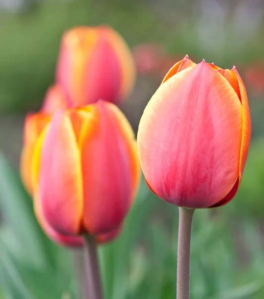 stock image Red tulips