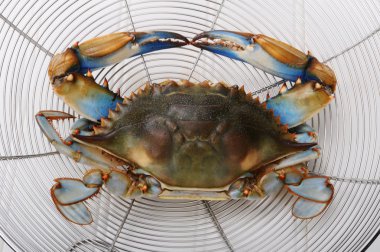 Blue Crab clipart