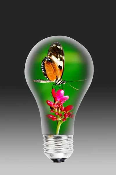 Лампочка и бабочка . — стоковое фото