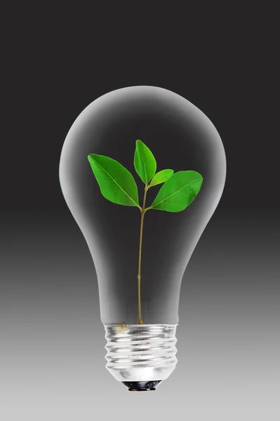 Žárovka s rostlinou uvnitř přístroje. — Stock fotografie