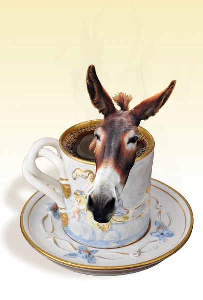 Esel i kaffen . – stockfoto