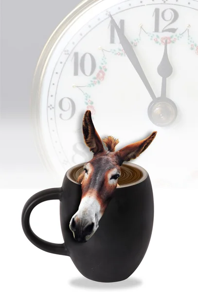 Donkey in your coffee. — Stock Photo, Image