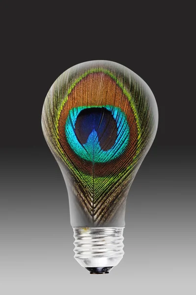 Peacock Feather Old Style Light Bulb — Stock Photo, Image