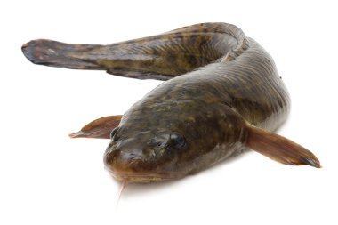 Burbot clipart